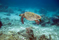 snorkeling-tortue-nosybe-p